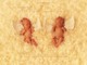 AnneGeddes Wallpaper1681050 382